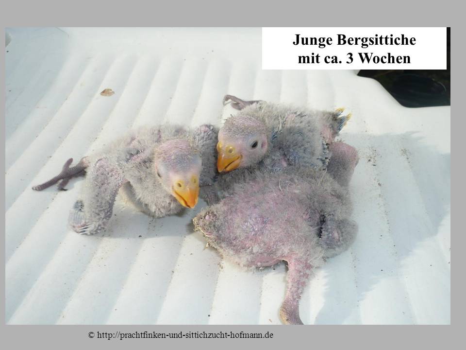 Bergsittich, Polytelis anthopeplus, Regent Parrot